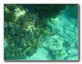 John-Pennekamp-Coral-Reef-Park-Snorkeling-Tour-032