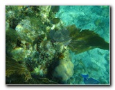 John-Pennekamp-Coral-Reef-Park-Snorkeling-Tour-034