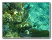 John-Pennekamp-Coral-Reef-Park-Snorkeling-Tour-035