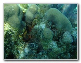 John-Pennekamp-Coral-Reef-Park-Snorkeling-Tour-036