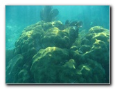 John-Pennekamp-Coral-Reef-Park-Snorkeling-Tour-038