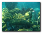 John-Pennekamp-Coral-Reef-Park-Snorkeling-Tour-039
