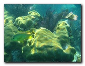 John-Pennekamp-Coral-Reef-Park-Snorkeling-Tour-040