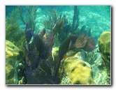 John-Pennekamp-Coral-Reef-Park-Snorkeling-Tour-042