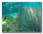 John-Pennekamp-Coral-Reef-Park-Snorkeling-Tour-043