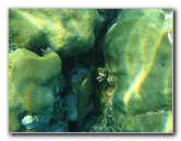 John-Pennekamp-Coral-Reef-Park-Snorkeling-Tour-044