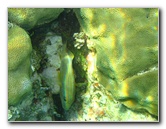 John-Pennekamp-Coral-Reef-Park-Snorkeling-Tour-045