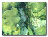 John-Pennekamp-Coral-Reef-Park-Snorkeling-Tour-046