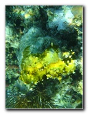 John-Pennekamp-Coral-Reef-Park-Snorkeling-Tour-048