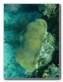 John-Pennekamp-Coral-Reef-Park-Snorkeling-Tour-049