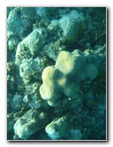 John-Pennekamp-Coral-Reef-Park-Snorkeling-Tour-050