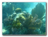 John-Pennekamp-Coral-Reef-Park-Snorkeling-Tour-052