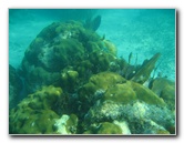 John-Pennekamp-Coral-Reef-Park-Snorkeling-Tour-055