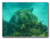 John-Pennekamp-Coral-Reef-Park-Snorkeling-Tour-056