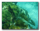 John-Pennekamp-Coral-Reef-Park-Snorkeling-Tour-058