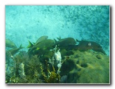 John-Pennekamp-Coral-Reef-Park-Snorkeling-Tour-059