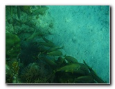 John-Pennekamp-Coral-Reef-Park-Snorkeling-Tour-060
