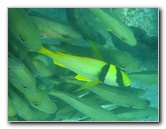 John-Pennekamp-Coral-Reef-Park-Snorkeling-Tour-066