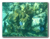 John-Pennekamp-Coral-Reef-Park-Snorkeling-Tour-071