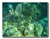 John-Pennekamp-Coral-Reef-Park-Snorkeling-Tour-076