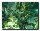 John-Pennekamp-Coral-Reef-Park-Snorkeling-Tour-077