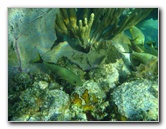John-Pennekamp-Coral-Reef-Park-Snorkeling-Tour-078
