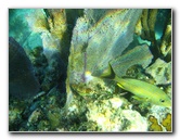 John-Pennekamp-Coral-Reef-Park-Snorkeling-Tour-079