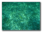 John-Pennekamp-Coral-Reef-Park-Snorkeling-Tour-095