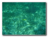 John-Pennekamp-Coral-Reef-Park-Snorkeling-Tour-096