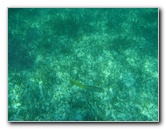 John-Pennekamp-Coral-Reef-Park-Snorkeling-Tour-097