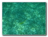 John-Pennekamp-Coral-Reef-Park-Snorkeling-Tour-098