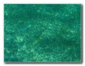 John-Pennekamp-Coral-Reef-Park-Snorkeling-Tour-099