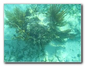 John-Pennekamp-Coral-Reef-Park-Snorkeling-Tour-101