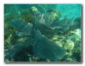 John-Pennekamp-Coral-Reef-Park-Snorkeling-Tour-104