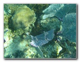 John-Pennekamp-Coral-Reef-Park-Snorkeling-Tour-106