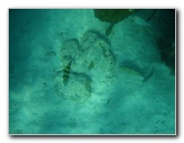 John-Pennekamp-Coral-Reef-Park-Snorkeling-Tour-110