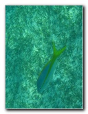 John-Pennekamp-Coral-Reef-Park-Snorkeling-Tour-113