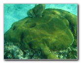 John-Pennekamp-Coral-Reef-Park-Snorkeling-Tour-117