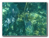 John-Pennekamp-Coral-Reef-Park-Snorkeling-Tour-118