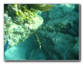 John-Pennekamp-Coral-Reef-Park-Snorkeling-Tour-125