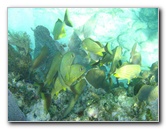 John-Pennekamp-Coral-Reef-Park-Snorkeling-Tour-130