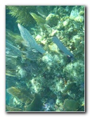 John-Pennekamp-Coral-Reef-Park-Snorkeling-Tour-132