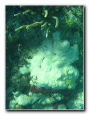 John-Pennekamp-Coral-Reef-Park-Snorkeling-Tour-133