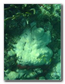 John-Pennekamp-Coral-Reef-Park-Snorkeling-Tour-134