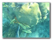 John-Pennekamp-Coral-Reef-Park-Snorkeling-Tour-140