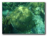 John-Pennekamp-Coral-Reef-Park-Snorkeling-Tour-144