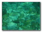 John-Pennekamp-Coral-Reef-Park-Snorkeling-Tour-145