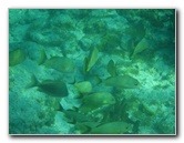 John-Pennekamp-Coral-Reef-Park-Snorkeling-Tour-146