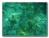 John-Pennekamp-Coral-Reef-Park-Snorkeling-Tour-147