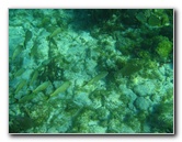 John-Pennekamp-Coral-Reef-Park-Snorkeling-Tour-148